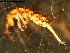  (Spinocerura - NZ_142_1)  @14 [ ] Copyright (2010) Unspecified South Australian Museum