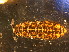  (Pseudachorutes conspiculatus - NZ_49_1)  @14 [ ] Copyright (2010) Unspecified South Australian Museum