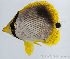  (Chaetodon melannotus - M0301_281)  @15 [ ] Copyright (2015) Henitsoa JAONALISON, IH.SM IRD