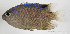  ( - M0303_232)  @14 [ ] Copyright (2015) Henitsoa JAONALISON, IH.SM IRD