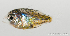 (Chromis atripectoralis - M0401_321)  @14 [ ] Copyright (2015) Henitsoa JAONALISON IH.SM