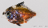  (Dascyllus carneus - M0402_191)  @14 [ ] Copyright (2015) Henitsoa JAONALISON IH.SM