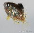  (Stegastes nigricans - R0101_072)  @14 [ ] Copyright (2015) Adeline COLLET, OCEA Consult IRD