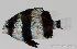  (Dascyllus abudafur - R0101_161)  @14 [ ] Copyright (2015) Adeline COLLET, OCEA Consult IRD
