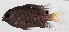  (Stegastes limbatus - R0101_192)  @14 [ ] Copyright (2015) Adeline COLLET, OCEA Consult IRD
