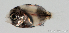  ( - R0301_161)  @14 [ ] Copyright (2015) Adeline COLLET, OCEA Consult IRD