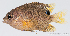  ( - R0501_283)  @14 [ ] Copyright (2015) Adeline COLLET, OCEA Consult IRD