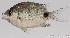  (Abudefduf sparoides - R0501_411)  @14 [ ] Copyright (2015) Adeline COLLET, OCEA Consult IRD