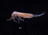  (Seirinae - 10031D09_SAF063)  @15 [ ] Unspecified (default): All Rights Reserved (2011) Copyright CIB, Stellenbosch University