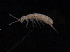  (Folsomotoma - 13885C02_MAR001)  @14 [ ] Unspecified (default): All Rights Reserved (2012) Copyright CIB, Stellenbosch University