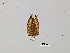  (Conostigmus sp3IM - 43366)  @12 [ ] No Rights Reserved  NRR Unspecified