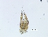  (Conostigmus sp9IM - 52261)  @12 [ ] No Rights Reserved (2011) NRR Unspecified