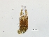  (Conostigmus sp9IM - 55656)  @12 [ ] No Rights Reserved (2011) NRR Unspecified