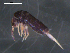  ( - BIOUG00028-57)  @14 [ ] CreativeCommons - Attribution (2010) CBG Photography Group Centre for Biodiversity Genomics