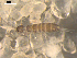  ( - BIOUG00037-70)  @14 [ ] CreativeCommons - Attribution (2010) CBG Photography Group Centre for Biodiversity Genomics