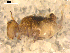  ( - BIOUG00037-77)  @14 [ ] CreativeCommons - Attribution (2010) CBG Photography Group Centre for Biodiversity Genomics