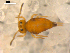  (Sminthurinus sp1 - BIOUG00038-69)  @14 [ ] CreativeCommons - Attribution  CBG Photography Group Centre for Biodiversity Genomics