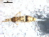  ( - BIOUG00172-04)  @13 [ ] CreativeCommons - Attribution  CBG Photography Group Centre for Biodiversity Genomics