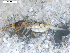  ( - BIOUG00172-04)  @13 [ ] CreativeCommons - Attribution  CBG Photography Group Centre for Biodiversity Genomics