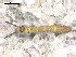  ( - BIOUG00172-64)  @14 [ ] CreativeCommons - Attribution  CBG Photography Group Centre for Biodiversity Genomics