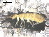  ( - BIOUG00172-64)  @14 [ ] CreativeCommons - Attribution  CBG Photography Group Centre for Biodiversity Genomics
