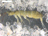  ( - BIOUG00172-78)  @14 [ ] CreativeCommons - Attribution  CBG Photography Group Centre for Biodiversity Genomics