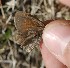  ( - FO2016-004)  @12 [ ] CreativeCommons - Attribution (2016) S. Pinna Unspecified