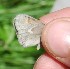  ( - FO2016-008)  @12 [ ] CreativeCommons - Attribution (2016) S. Pinna Unspecified
