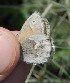  ( - FO2016-011)  @12 [ ] CreativeCommons - Attribution (2016) S. Pinna Unspecified