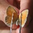  ( - FO2016-012)  @12 [ ] CreativeCommons - Attribution (2016) S. Pinna Unspecified