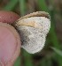  ( - FO2016-013)  @12 [ ] CreativeCommons - Attribution (2016) S. Pinna Unspecified