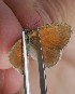  ( - FO2016-014)  @12 [ ] CreativeCommons - Attribution (2016) S. Pinna Unspecified