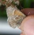  ( - FO2016-014)  @12 [ ] CreativeCommons - Attribution (2016) S. Pinna Unspecified
