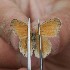  ( - FO2016-018)  @12 [ ] CreativeCommons - Attribution (2016) S. Pinna Unspecified
