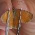  ( - FO2016-019)  @12 [ ] CreativeCommons - Attribution (2016) S. Pinna Unspecified