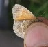  ( - FO2016-019)  @12 [ ] CreativeCommons - Attribution (2016) S. Pinna Unspecified