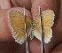  ( - FO2016-021)  @12 [ ] CreativeCommons - Attribution (2016) S. Pinna Unspecified