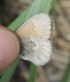  ( - FO2016-021)  @12 [ ] CreativeCommons - Attribution (2016) S. Pinna Unspecified