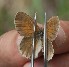  ( - FO2016-022)  @12 [ ] CreativeCommons - Attribution (2016) S. Pinna Unspecified