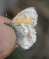  ( - FO2016-023)  @12 [ ] CreativeCommons - Attribution (2016) S. Pinna Unspecified