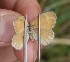  ( - FO2016-024)  @12 [ ] CreativeCommons - Attribution (2016) S. Pinna Unspecified