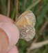  ( - FO2016-024)  @12 [ ] CreativeCommons - Attribution (2016) S. Pinna Unspecified
