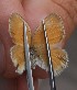  ( - FO2016-027)  @12 [ ] CreativeCommons - Attribution (2016) S. Pinna Unspecified