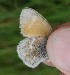  ( - FO2016-028)  @12 [ ] CreativeCommons - Attribution (2016) S. Pinna Unspecified