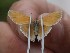  ( - FO2016-029)  @12 [ ] CreativeCommons - Attribution (2016) S. Pinna Unspecified