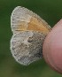  ( - FO2016-029)  @12 [ ] CreativeCommons - Attribution (2016) S. Pinna Unspecified