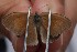  (Coenonympha california nipisiquit - N2016-187)  @12 [ ] CreativeCommons - Attribution (2016) S. Pinna Unspecified