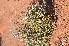  (Arenifera pungens - PKM-12)  @11 [ ] No Rights Reserved  Unspecified Unspecified