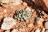  (Cheiridopsis schlechteri - PKM-21)  @11 [ ] No Rights Reserved  Unspecified Unspecified