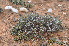  (Arenifera sp. nov - PKM-41)  @11 [ ] No Rights Reserved  Unspecified Unspecified